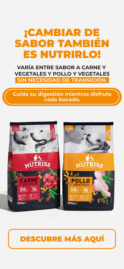 Banner: NG Home Julio Sabores Dog